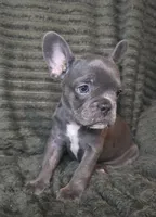 Abby, a female French Bulldog for sale in Lake City, FL – 4 of 5