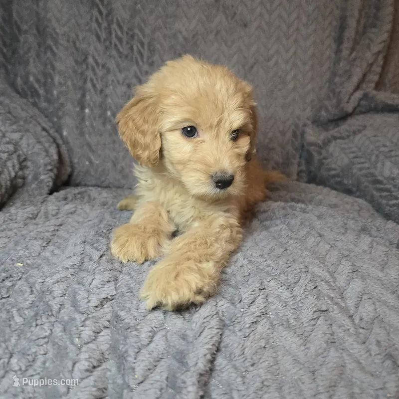 Bo Peep – Goldendoodle puppy for sale in Lake City, FL