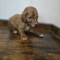Fox, a female Irish Doodle for sale in Lake City, FL – Photo 4 of 4