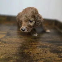 Fox, a female Irish Doodle for sale in Lake City, FL – Photo 2 of 4