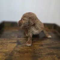 Fox, a female Irish Doodle for sale in Lake City, FL – Photo 3 of 4