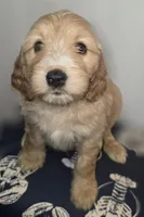 processed/09ca421d-17e6-4899-a694-814dedb25bac/listing/40e38e68-babf-4573-b4fa-15a07093c1b2/2d5c9fa3-9c39-4360-a54d-56fbb103dc85