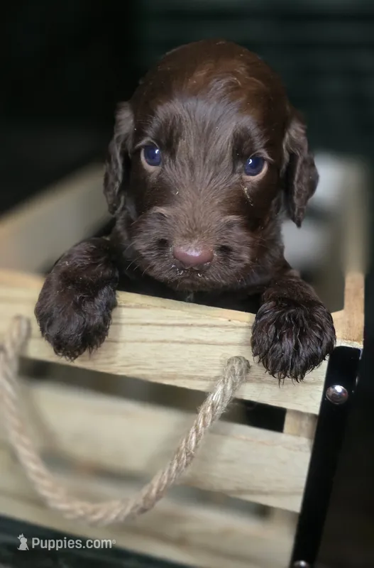 Roisin – Irish Doodle puppy for sale in Lake City, FL