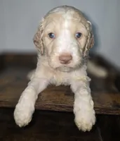 processed/09ca421d-17e6-4899-a694-814dedb25bac/listing/4339ea08-83b8-4103-80f6-a331eca780dc/511b9244-f9bc-4b47-9559-87f378f9c04f