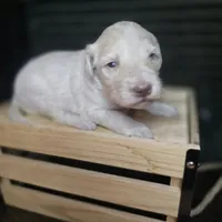 Buzz, a male Goldendoodle for sale in Lake City, FL – 3 of 5