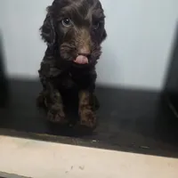 Sullivan, a male Irish Doodle for sale in Lake City, FL – 2 of 5