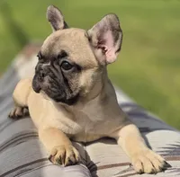 Gigi, a female French Bulldog for sale in Lake City, FL – Photo 3 of 4