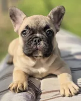 Gigi, a female French Bulldog for sale in Lake City, FL – Photo 2 of 4