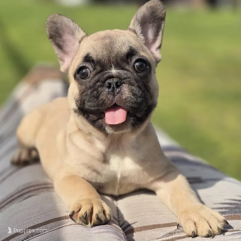 Gigi – French Bulldog puppy for sale in Lake City, FL