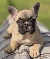 Gigi, a female French Bulldog for sale in Lake City, FL – Photo 4 of 4