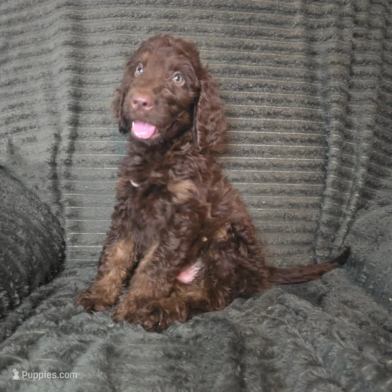 Ferris – Irish Doodle puppy for sale in Lake City, FL