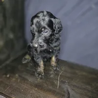 Bree, a female Irish Doodle for sale in Lake City, FL – 3 of 10
