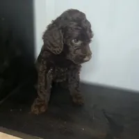 Ferris, a male Irish Doodle for sale in Lake City, FL – 3 of 4