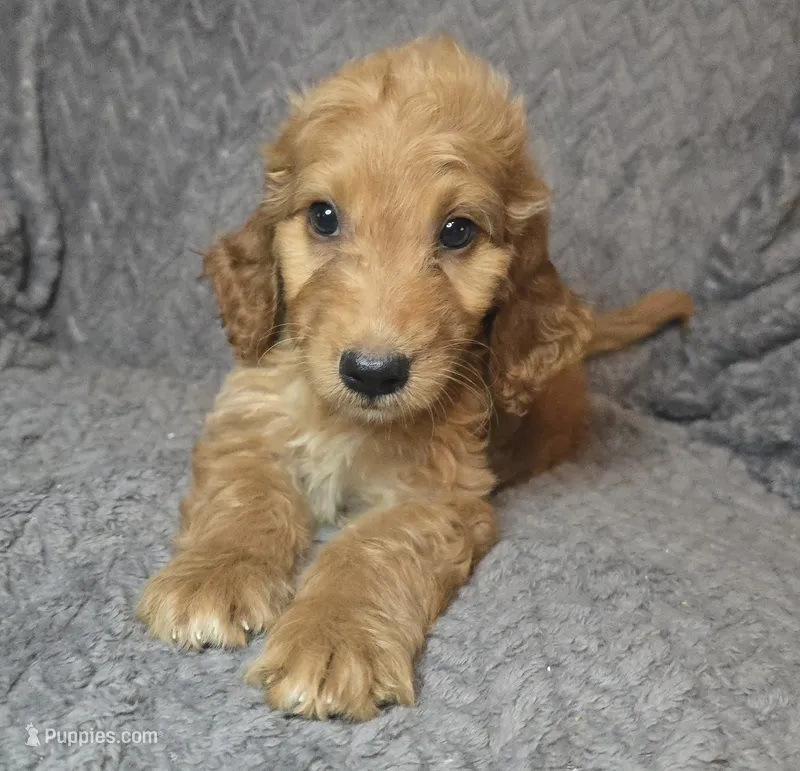 Talulla – Irish Doodle puppy for sale in Lake City, FL