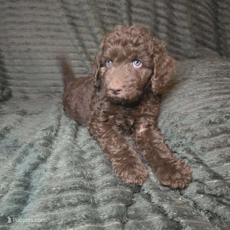 Slinky Dog – Goldendoodle puppy for sale in Lake City, FL