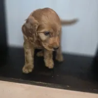 Grady, a male Irish Doodle for sale in Lake City, FL – 5 of 5
