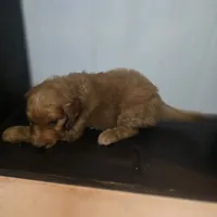 Talulla, a female Irish Doodle for sale in Lake City, FL – 4 of 4