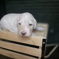 Buzz, a male Goldendoodle for sale in Lake City, FL – 5 of 5