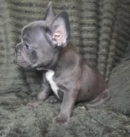Abby, a female French Bulldog for sale in Lake City, FL – 2 of 5