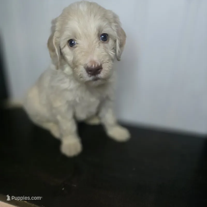 Lily Pad – Goldendoodle puppy for sale in Lake City, FL