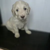 Lily Pad, a female Goldendoodle for sale in Lake City, FL – 1 of 3