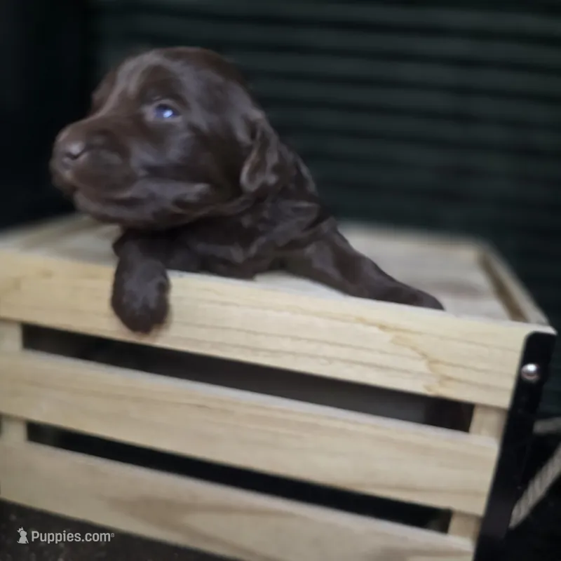 Jessie – Goldendoodle puppy for sale in Lake City, FL