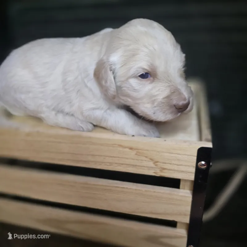 Buzz – Goldendoodle puppy for sale in Lake City, FL