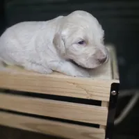 Buzz, a male Goldendoodle for sale in Lake City, FL – 1 of 5