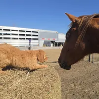 Bear, a male Irish Doodle for sale in Lake City, FL – Photo 3 of 6