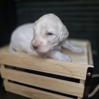 Buzz, a male Goldendoodle for sale in Lake City, FL – 2 of 5
