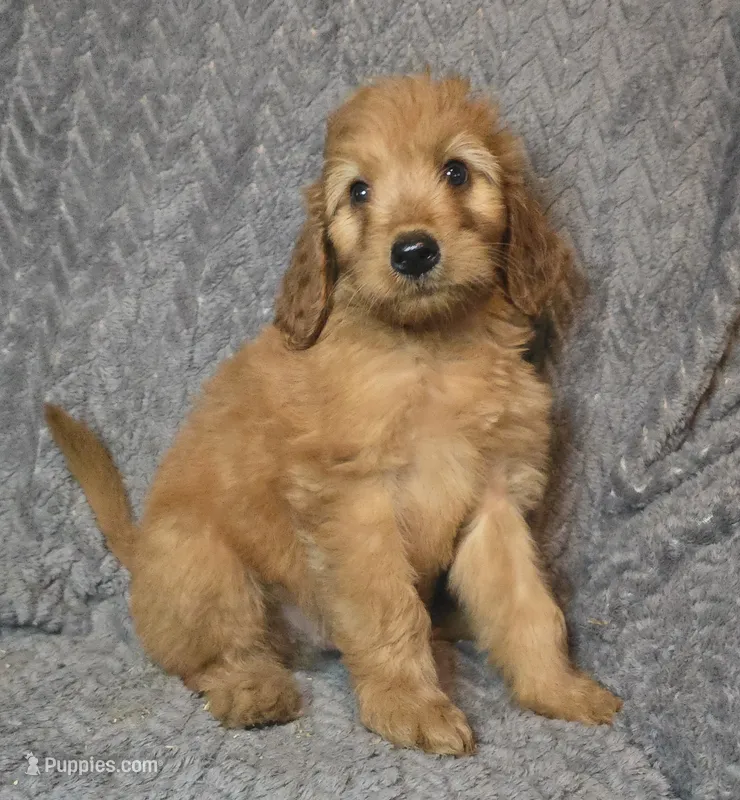 Grady – Irish Doodle puppy for sale in Lake City, FL