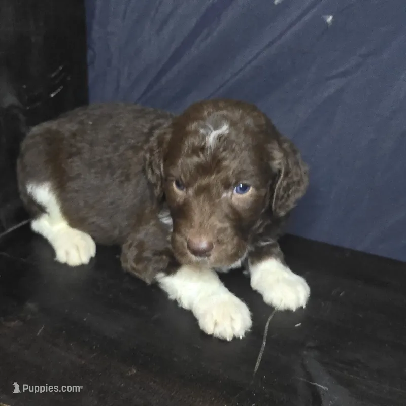 Woody – Goldendoodle puppy for sale in Lake City, FL