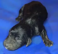 Bree, a female Irish Doodle for sale in Lake City, FL – 3 of 4