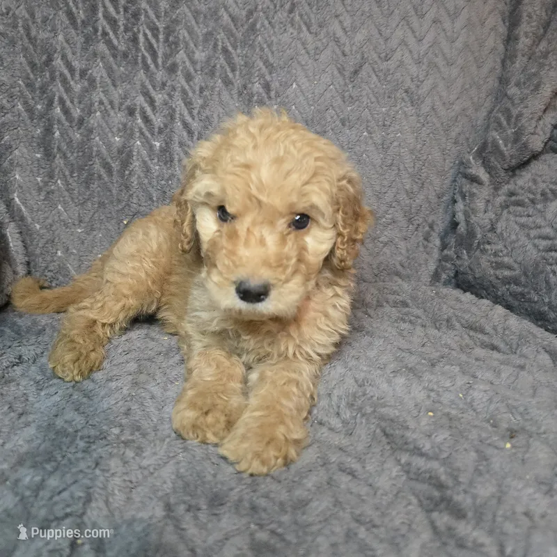 Rex – Goldendoodle puppy for sale in Lake City, FL