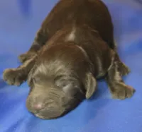 Aisling, a female Irish Doodle for sale in Lake City, FL – 2 of 6