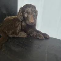 Aisling, a female Irish Doodle for sale in Lake City, FL – 3 of 5