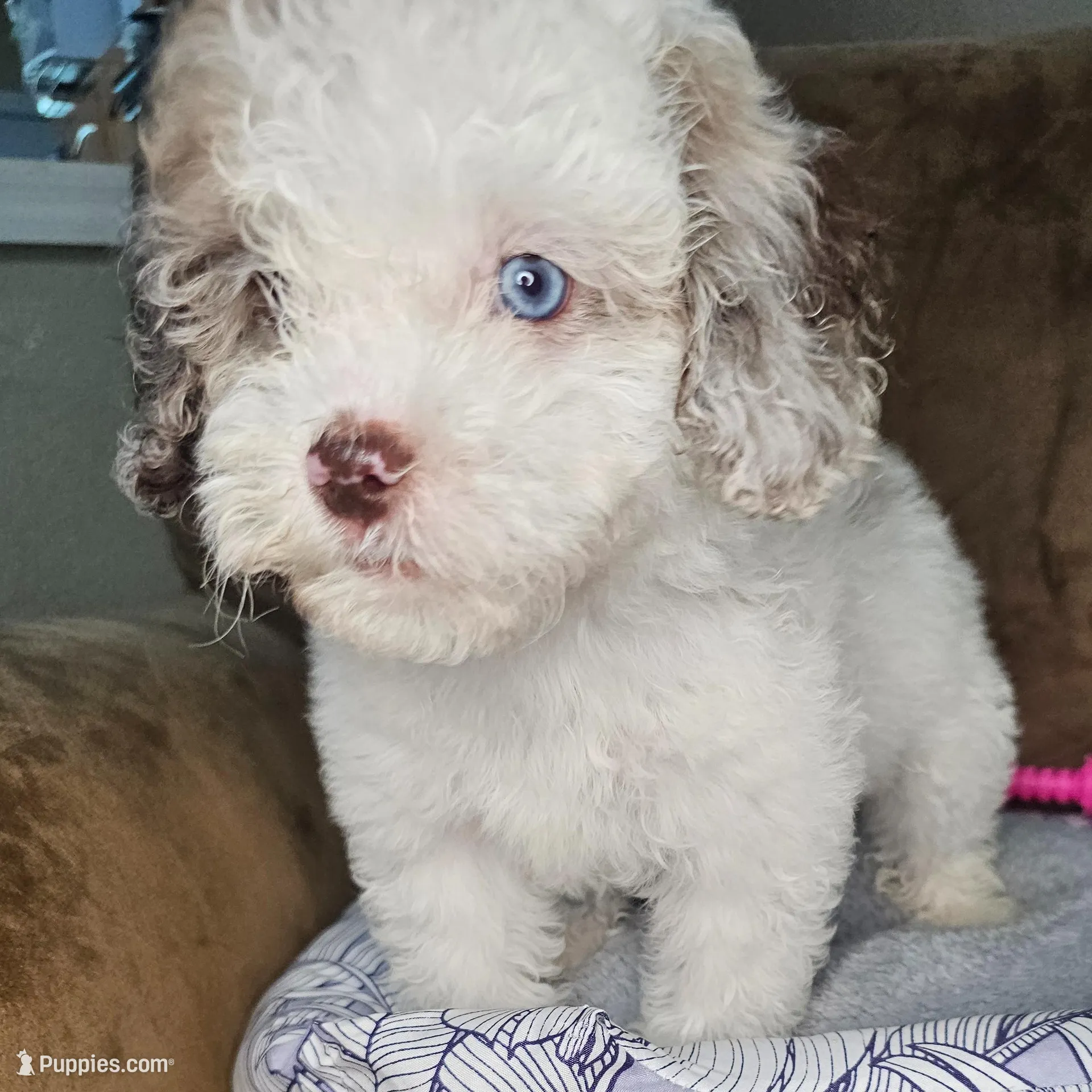 Pragma *BLUE EYES* – Cockapoo, Poodle - Miniature  puppy for sale in Lake City, FL