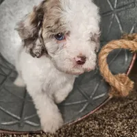 Pragma *BLUE EYES*, a female Cockapoo and Poodle - Miniature  for sale in Lake City, FL – Photo 5 of 8