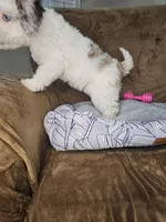 Pragma *BLUE EYES*, a female Cockapoo and Poodle - Miniature  for sale in Lake City, FL – Photo 8 of 8