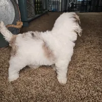 Pragma *BLUE EYES*, a female Cockapoo and Poodle - Miniature  for sale in Lake City, FL – Photo 4 of 8