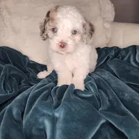 Pragma *BLUE EYES*, a female Cockapoo and Poodle - Miniature  for sale in Lake City, FL – Photo 6 of 8