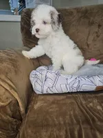 Pragma *BLUE EYES*, a female Cockapoo and Poodle - Miniature  for sale in Lake City, FL – Photo 7 of 8