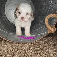 Pragma *BLUE EYES*, a female Cockapoo and Poodle - Miniature  for sale in Lake City, FL – Photo 2 of 8