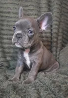 Abby, a female French Bulldog for sale in Lake City, FL – 3 of 5