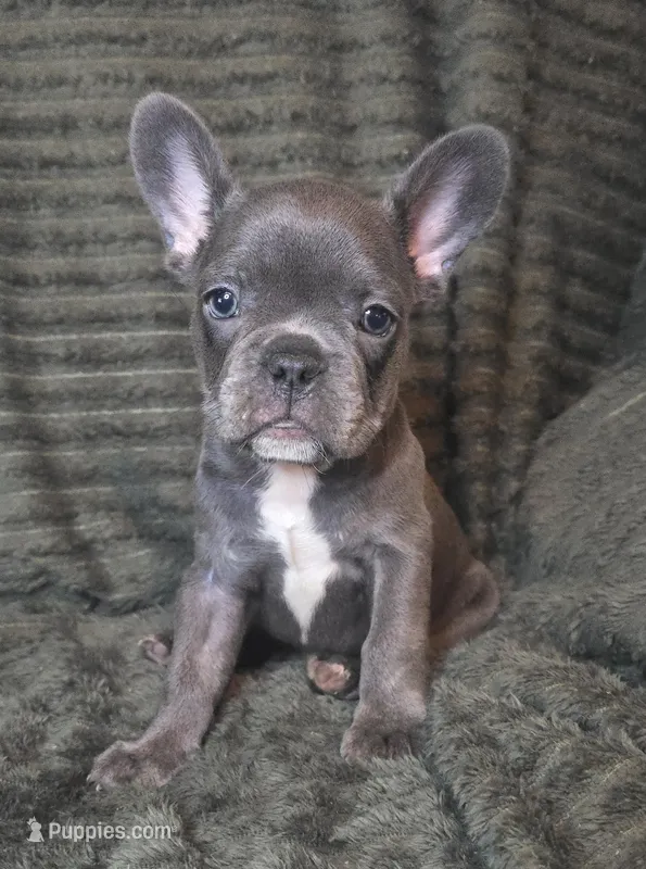 Abby – French Bulldog puppy for sale in Lake City, FL