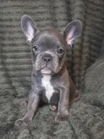 Abby, a female French Bulldog for sale in Lake City, FL – 1 of 5