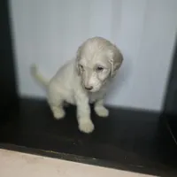 Lily Pad, a female Goldendoodle for sale in Lake City, FL – 2 of 3