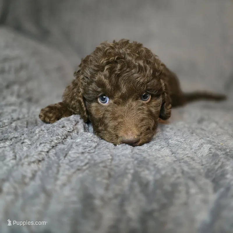 Slinky Dog – Goldendoodle puppy for sale in Lake City, FL
