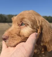 Bear, a male Irish Doodle for sale in Lake City, FL – Photo 6 of 6
