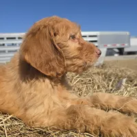 Bear, a male Irish Doodle for sale in Lake City, FL – Photo 2 of 6